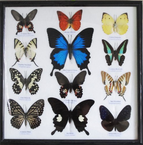 REAL 12 MIX BEAUTIFUL BUTTERFLY IN FRAME DISPLAY INSECT TAXIDERMY