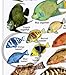 Fishwatchers Reef Field Guide: Fishes of Tropical Atlantic & Caribbean ID Card