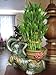 Jumbo Size Elephant Ceramic Vase with 3 Tier 4