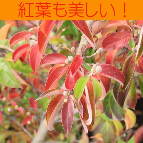 Amazon Co Jp 庭木 常緑ヤマボウシ ホンコンエンシス 月光 h 約160cm 佐川急便 ホーム キッチン Amazon Co Jp 庭木 常緑ヤマボウシ ホンコンエンシス 月光 h 約160cm 佐川急便 ホーム キッチン