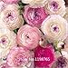 2015 Hot 2015 HOT 100PCS Ranunculus asiaticus Flower Seeds For Home & Garden DIY Plants Persian Buttercup Seed Flower Bulbs Free