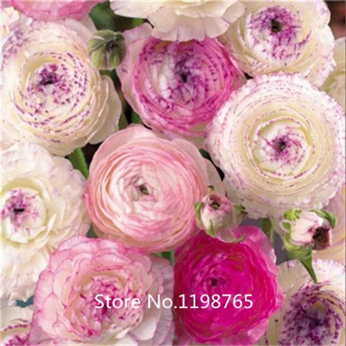2015 Hot 2015 HOT 100PCS Ranunculus asiaticus Flower Seeds For Home & Garden DIY Plants Persian Buttercup Seed Flower Bulbs Free