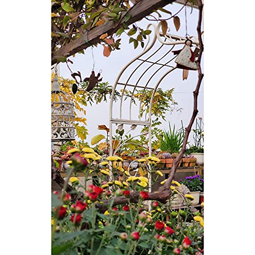 Rosenbogen aus Metall, Pergola Laube, für Kletterpflanze Rosen Reben, Indoor Outdoor Garten Patio Dekoration… – Bild 8