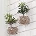 MyGift Clear Glass Wall Mounted Plant Terrariums/Hanging Display Planter Vases Pots Decor - Set of 2