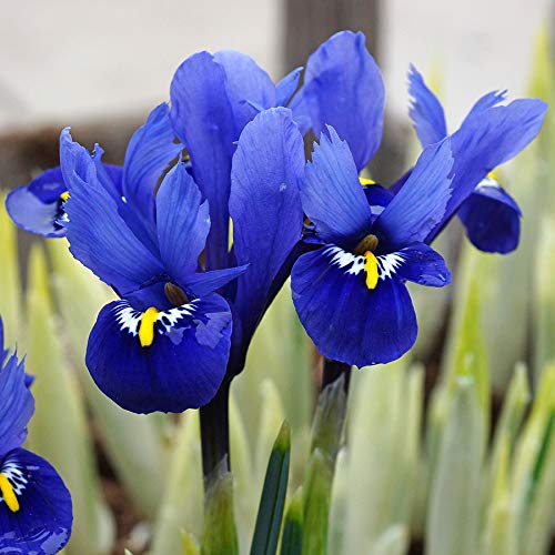 25 x Iris Reticulata Harmony Bulbs Buy Online in United Arab Emirates