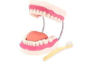 RONTEN Dental Teeth Care Model-Mouth Model for Speech Therapy, Enlarged 6 Times Standard Size, for Both Dental and Speech Therapy Training. Includes Matching Giant Toothbrush