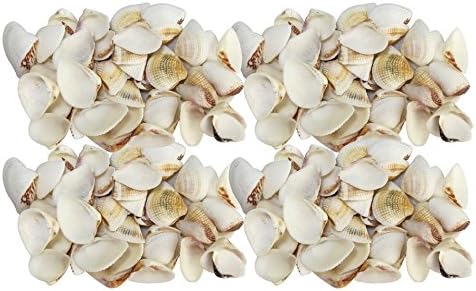 Seashell Crafts Supplies - Approx 200 pcs shells - Squamose Venus / Anomalocardia Squamosa for Seashell Vases, Seashell Boxes, Seashell Frames & Seashell Jewelry Making