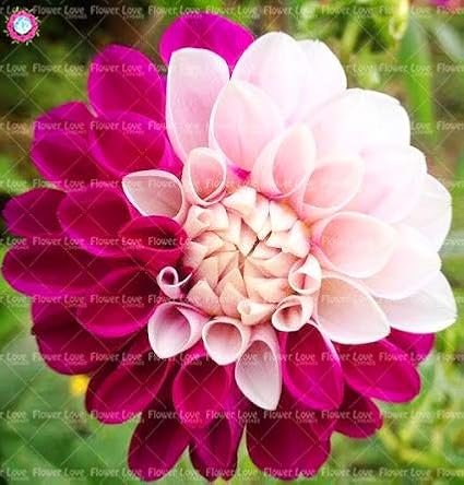 230 Pezzi Di Fiori Perenni Da Giardino Vari Colori Dalie Semi Di Fiori Semi Di Fiori Bellissimi Semi Da Balcone 1 Utensili Per Il Giardinaggio Vegetali