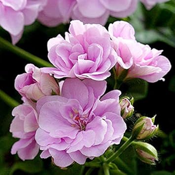 HATCHMATIC 15+ Samen: 5+ - 1 Unze Non-GMO y Boo-Kürbis-Samen - Mini - Kinderprojekte/Malerei