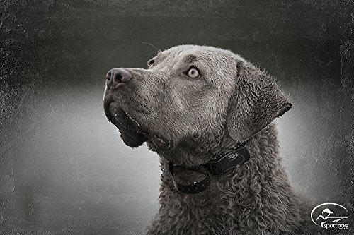 SportDOG Brand 425 Family Remote Trainers - Including New X-Series - Waterproof, Rechargeable Dog Training Collars with Shock, Vibrate, and Tone - 500 Yard Range - Thumbnail 2