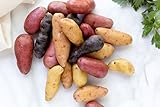 Simply Seed - 15 Piece - Fingerling Potato Seed Mix - Non GMO - Organic Grown - Order Now for Fall Planting