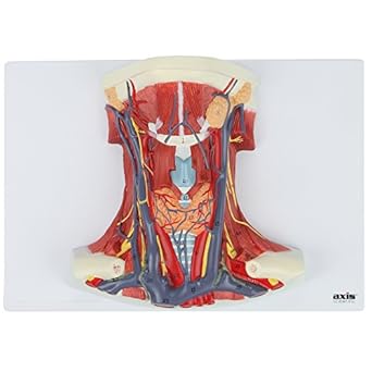 Neck And Throat Anatomy Diagram - Throat anatomy vector illustration