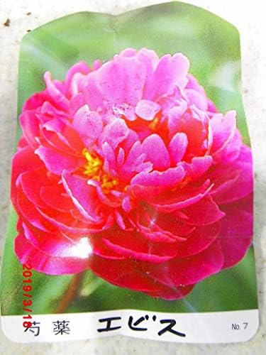 Amazon 芍薬 シャクヤク 苗木 おまかせ4種組 4号ポット 苗