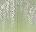 Made in Japan Noren Curtain Tapestry Fuji Wisteria green 85 x 150cm by Narumi