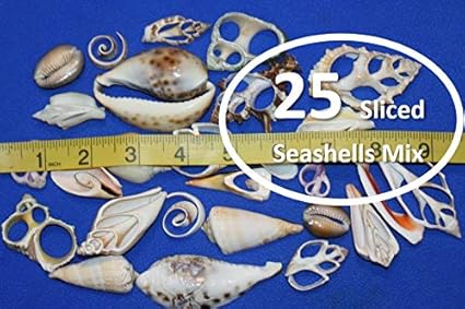Amazon Com Salty Pelican 25 Assorted Sliced Seashells Crafters