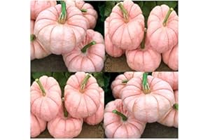 MYSEEDS.CO - BIG PACK SEEDS Big Pack - (30) Porcelain Doll F1 Pink Pumpkin Seeds - Rare Exotic for Fund Raising - Non-GMO Seeds by MySeeds.Co (Big Pack - Porcelain Pink Pumpkin)