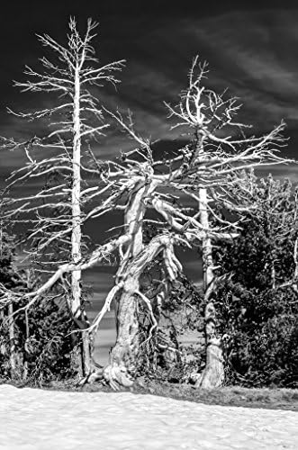 Crater Lake Sentinels Monochrome. Fine Art Nature Photography Print for Home Decor Wall Art