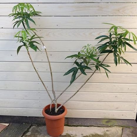 Amazon 観葉植物 シェフレラ アンガスティフォリア アングスティフォリア 特大 各現品限り 5番 観葉植物 オンライン通販