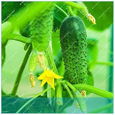 HONIC Frutas Pepino japonés 50 / Paquete Vegetal principios de la ...