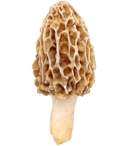 Morel Mushroom Spawn Grow Kit - Inoculated Sawdust Bag - Makes 5 Gallons (FREE SHIPPING)