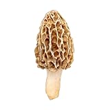 Red Supply Solution | Morel Mushrooms Spores 40