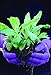 Foxgloves Original Gardening Gloves (Iris Purple, Medium)
