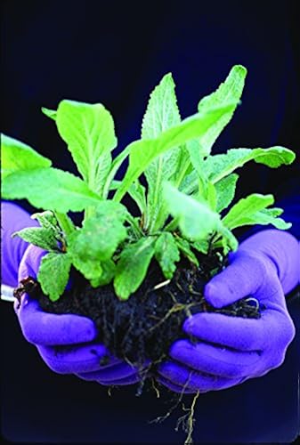 Foxgloves Original Gardening Gloves (Iris Purple, Medium) in Kenya