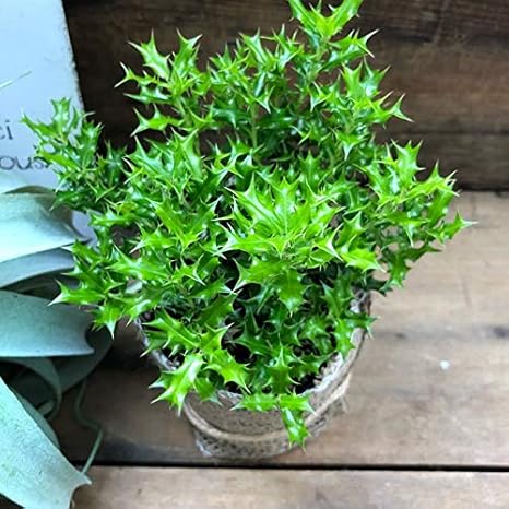 Amazon 姫ヒイラギ 観葉植物 観葉植物 オンライン通販 Amazon 姫ヒイラギ 観葉植物 観葉植物 オンライン通販