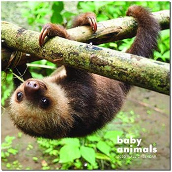 Wall Calendar 2020 - Baby Animals Calendar 2020 with Thick & Sturdy Paper, 12 x 12 inches, Jannuary 2020 - December 2020