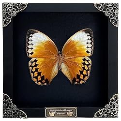 Real Butterfly Black Framed Handmade Wooden Shadow