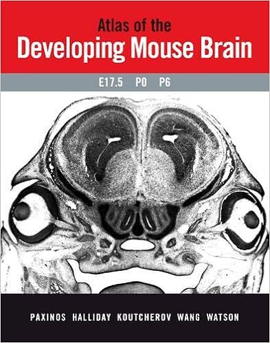 chemoarchitectonic atlas of the developing mouse brain
