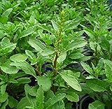 Herb Seeds - Epazote Seeds