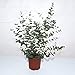 Outsidepride Eucalyptus Silver Dollar Tree - 100 Seeds primary