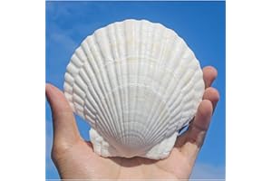 QEQEKAKA 10PCS Large Scallop Shells for Crafts 4''-5'' White Sea Shells for Baking Shells, Crafts DIY Painting Beaching Wedding Decoration, Beach Natural Scallop Shells Bulk