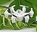 NiGHT LiONS TECH® X800S 6 Axis Gyro Headless 2.4G Mini RC Pocket Drone Quadcopter With 3D Roll Auto Return(White)