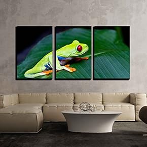 3 Piece Canvas Wall Art - The Amazing Blue Sides of The Red Eyed Tree Frog. - Modern Home Art Stretched and Framed Ready to Hang - 16"x24"x3 Panels