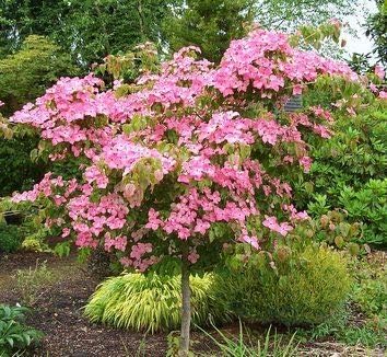 Amazon Com Arbol De Madera De Perrito Rosa Hermosas Flores Rosas Rosas En Primavera Bayas Rojas Vibrantes Y Hojas Verdes Se Convierten En Carmesi En Otono Jardin Y Exteriores
