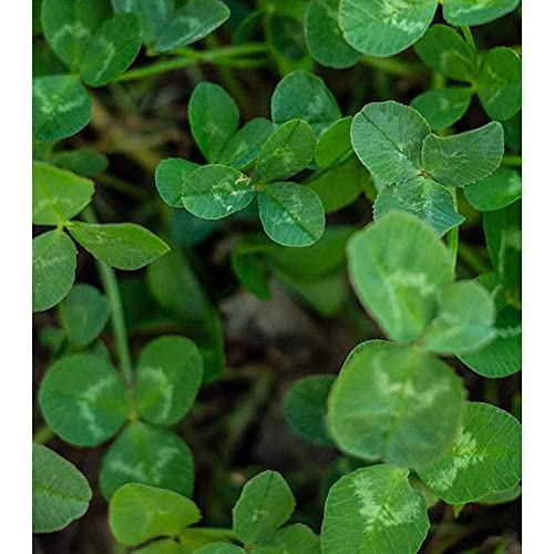 EVOLVED HARVEST Throw & Gro NoTill Forage for Deer EasytoPlant FastGrowing Food Plot Seeds