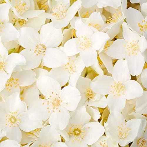 James & Co No.14 Jasmine (Jasmine & White Lily) 200ml Reed Diffuser Refill Bottle with 6 Fibre Reeds, Green - Image 3