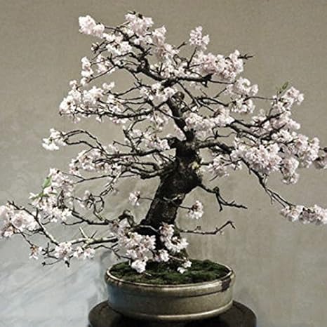 Buy Generic White Plum Bonsai Suitable Seeds Online At Low Prices In India Amazon In