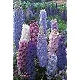 100+ Delphinium Seeds- Pacific Giant Mix- Perennial Wild Flower