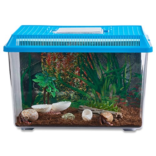 Nature Gift Store LIVE Pet Hermit Crab Complete Starter Kit SHIPPED
