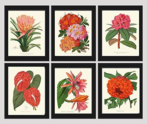 Botanical Tropical Flowers Art Print Set of 6 Beautiful Antique Pink Red Orange Cactus Azalea Ariza Rhododendron Large Garden Nature Home Room Decor Wall Art Unframed