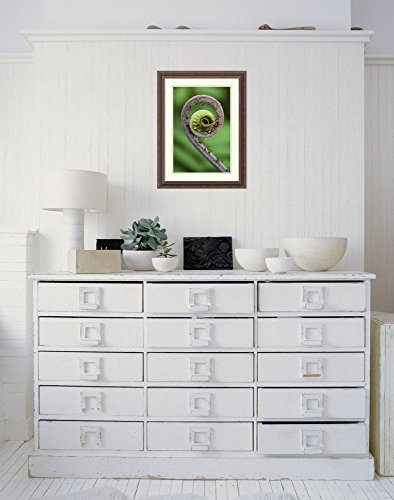 Framed Wall Art Print Young Rolled-up Fern Fiddlehead, Braulio Carrillo National Park, Costa Rica by Thomas Marent 18.25 x 24.25 - Thumbnail 3