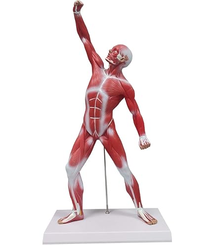 Basic Life Muscle Model Anatomy Model Human Muscle And Organ Model, 27-Part 1/2 Life Size ...
