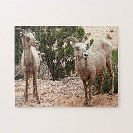 Amazon.com: 1000 Piece Puzzle, Funny Bighorn Sheep at Zion ...