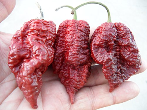 Big Black Mama Chile 10+ Seeds Big Black Mama Chile 10+ Seeds