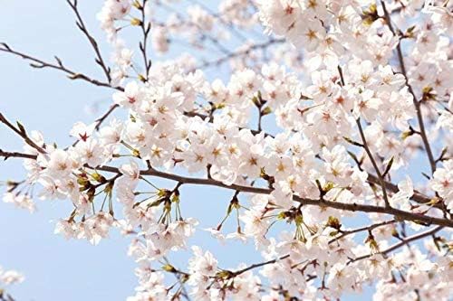 pakuda AKEBONO Flowering Cherry Tree