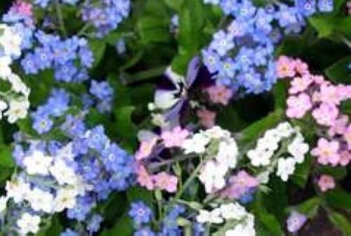 MABES WAREHOUSE Forget Me Not Flower Seeds Mixed Colors 100 Fresh Seeds