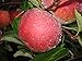 McIntosh Apple Tree Semi-Dwarf - Healthy - Established - 1 Gallon Trade Pot - 1 each by Growers Solution